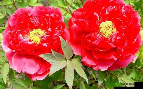 皇后 1V3 姜若:谁是最终的胜利者