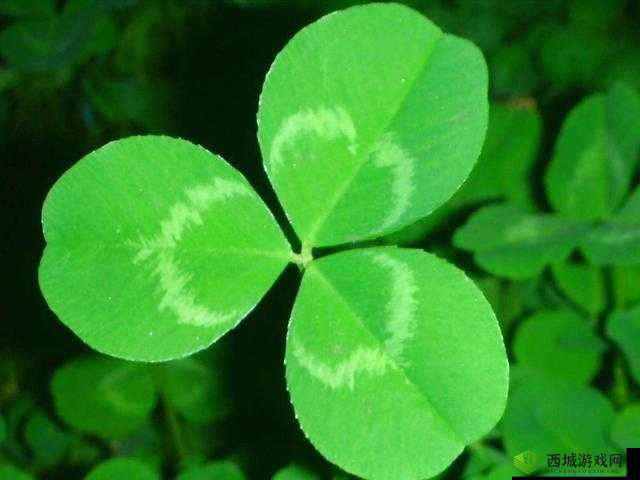 三叶草的春天：美好与希望