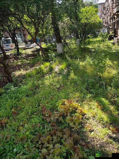 丁香社区：居民的温馨家园