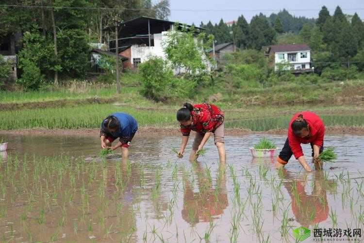 插秧七十二招式全解:详细展示插秧招式