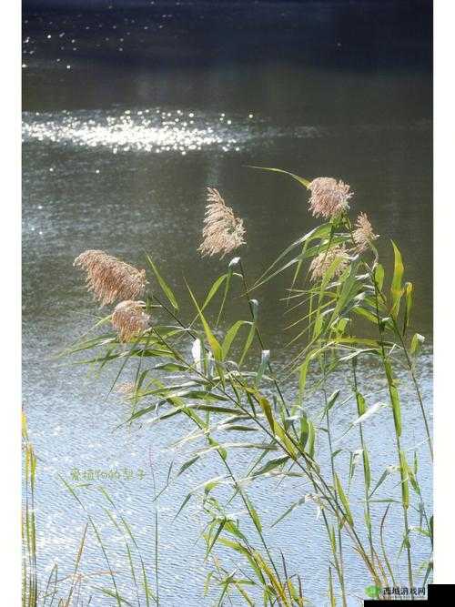 芦苇丛深处中的温情:静谧时光里的脉脉暖意