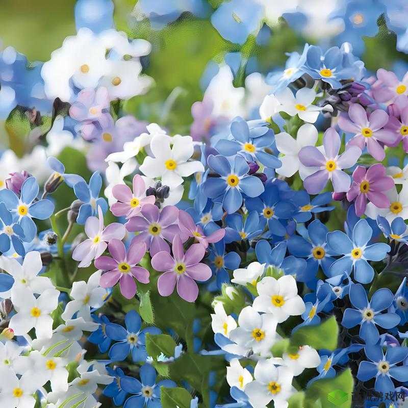 文字玩出花天价聘礼图文攻略之巧妙获取秘籍