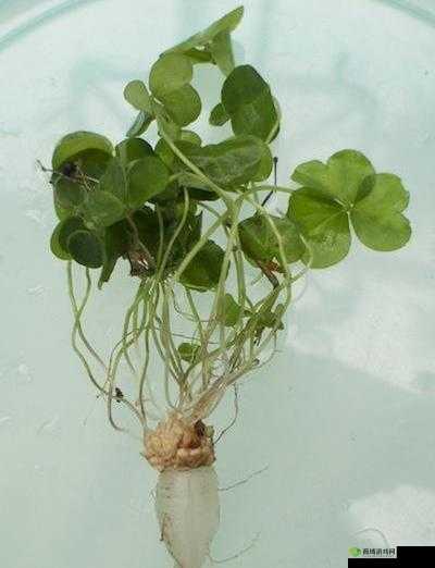 三叶草 GW5856 的功效与作用