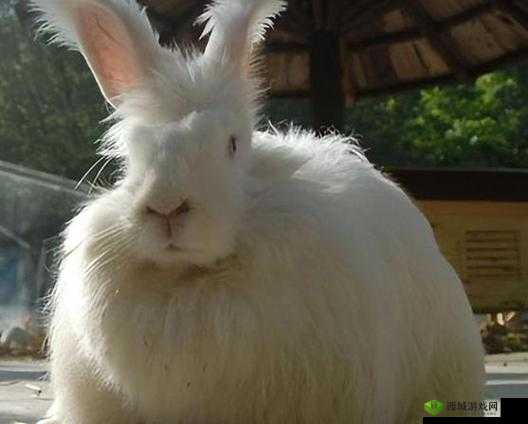 尺寸 po 长耳兔：萌趣无限的可爱形象