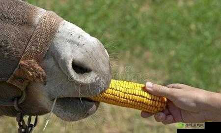 傻大壮长着驴一样的东西是什么：探究其真相