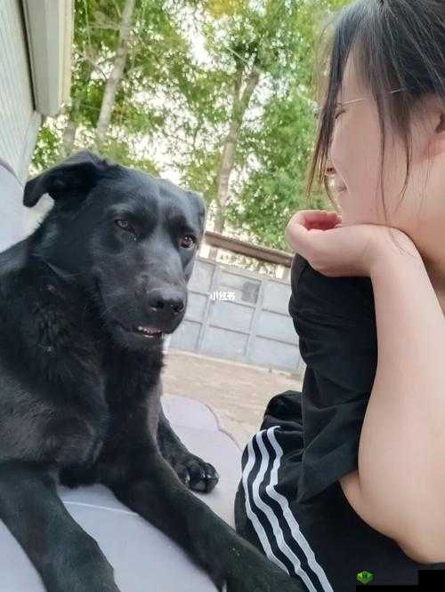 我的狗老公和婆婆一起：奇妙的家庭组合