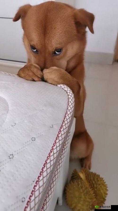 知道错了,请主人教训:主人,我真的错了