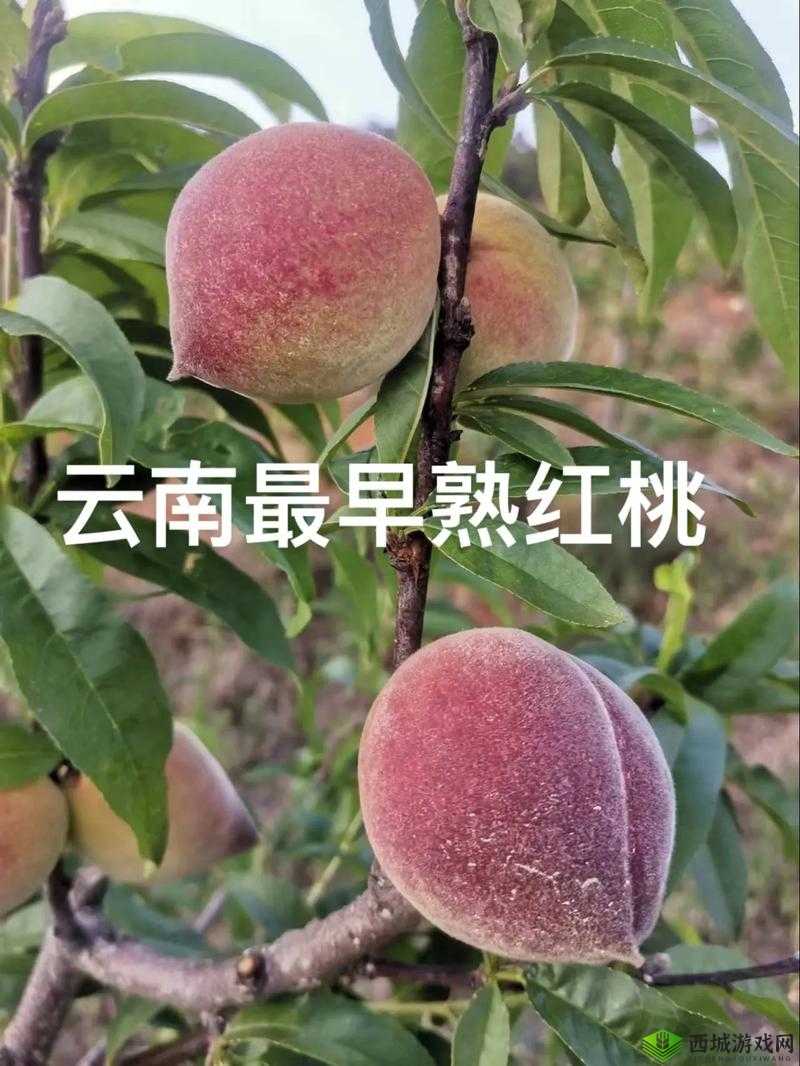 无人一区二区区别红桃内幕揭秘：背后的真相