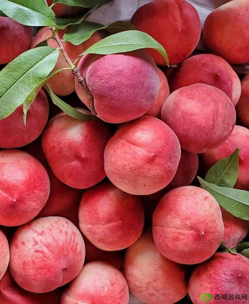 水蜜桃一三四专区:甜蜜之享尽情体验