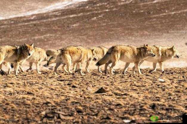 老狼在无人区的表现:震撼人心的荒野之旅