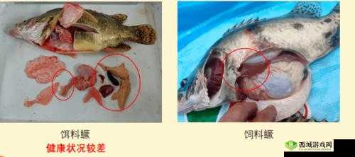 肉食教师食取报告 3hd：详细解读