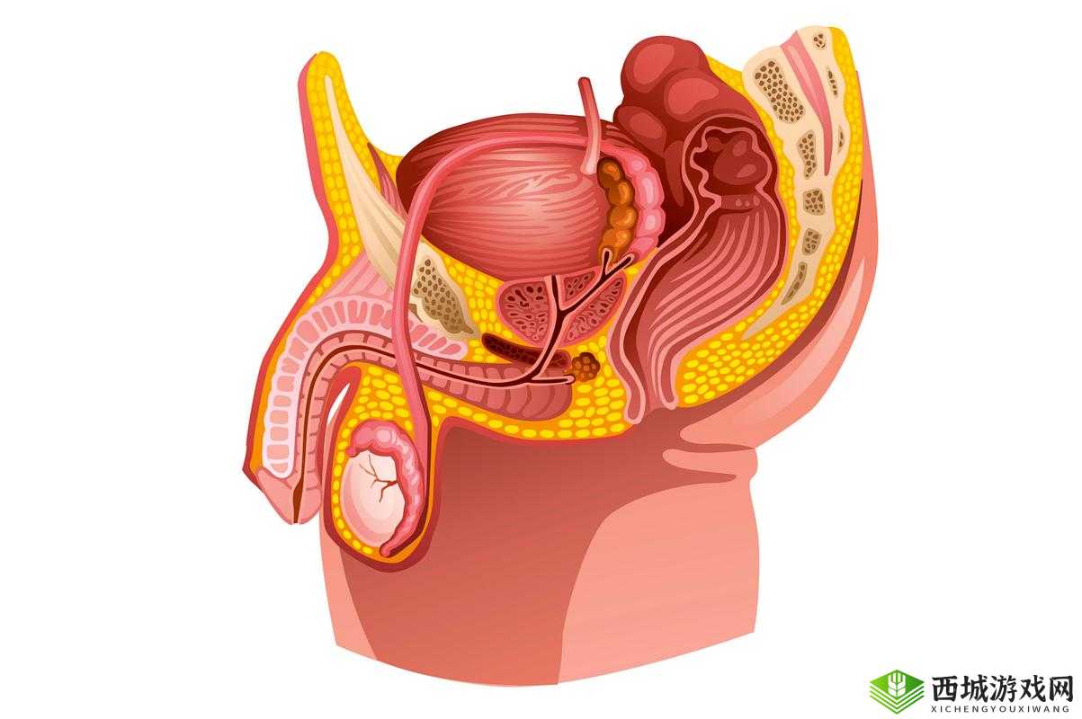 男生立起来需多久：正常生理现象探讨