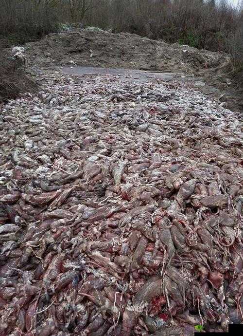 AAAA 级毛皮是纯还是仿:真相大揭秘