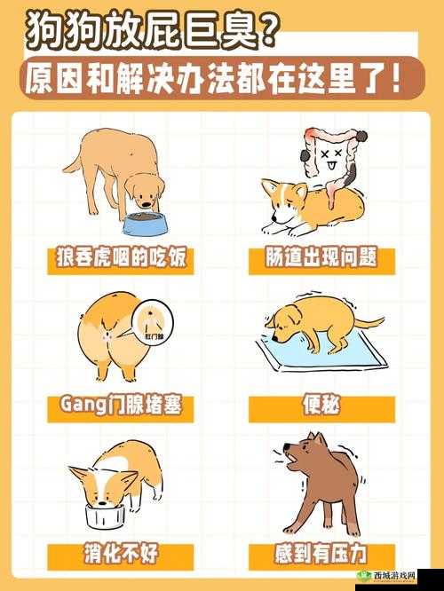 狗狗的东西又硬又烫又臭怎么办：原因及解决办法