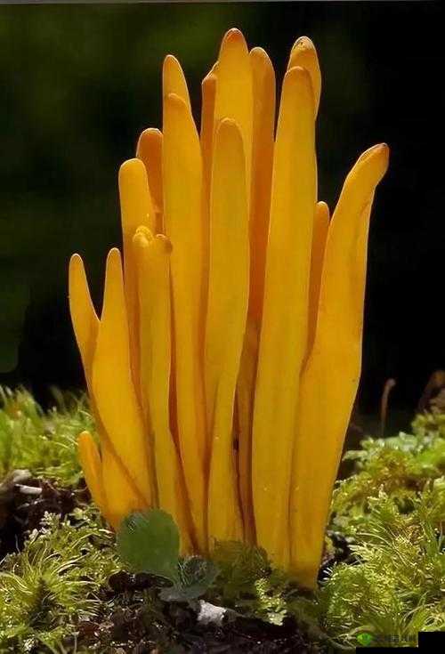 紫黑色蘑菇头顶开花缝:探秘自然的奇妙之处