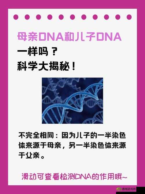 母亲的 DNA 和儿子的 DNA 一样吗:探究遗传奥秘
