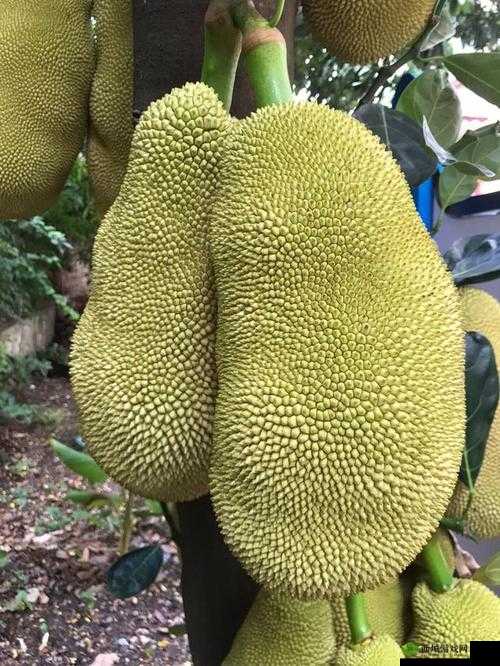 亚精产品一三三菠萝蜜：美味水果新体验