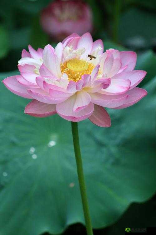 女人晚上莲花开的害处:警惕相关问题