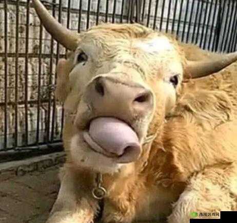 40 岁男人舌头很厉害：这技能真牛