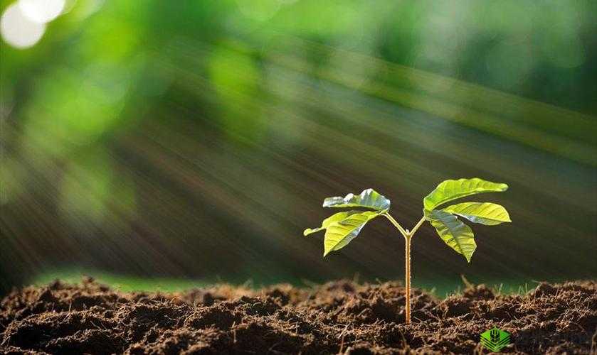 丰富66M66 成长模式视频：见证成长的每一步