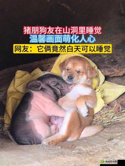 人 or 猪 or 狗：严谨的思考