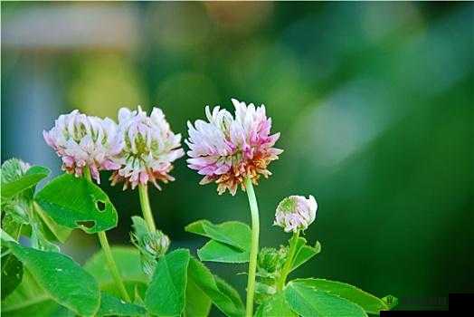 三叶草 gw5856：独特的植物魅力