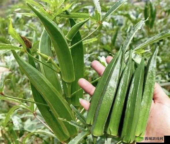 丝瓜芭乐荔枝秋葵免费汅:探索植物的奇妙世界