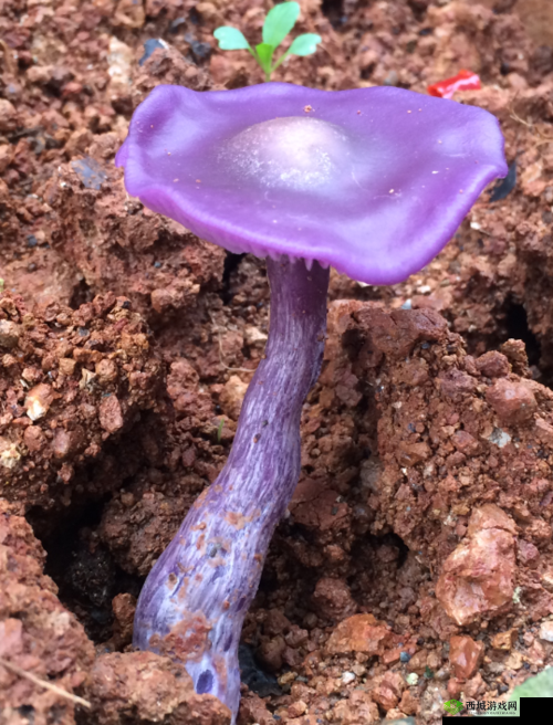紫色的蘑菇根很粗大能吃吗:探寻真相
