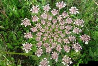 夜战十女不败的草药：神奇功效揭秘