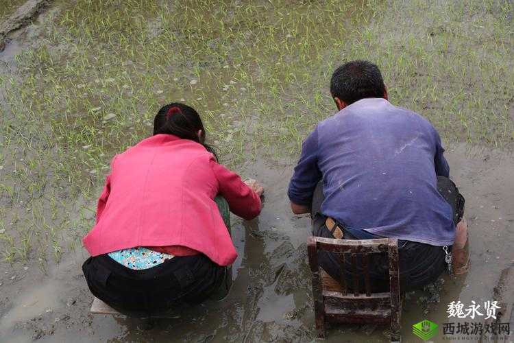 情侣携手田间插秧的浪漫画面