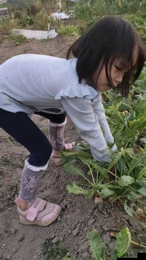 12 岁女孩用最有效方法拔萝卜