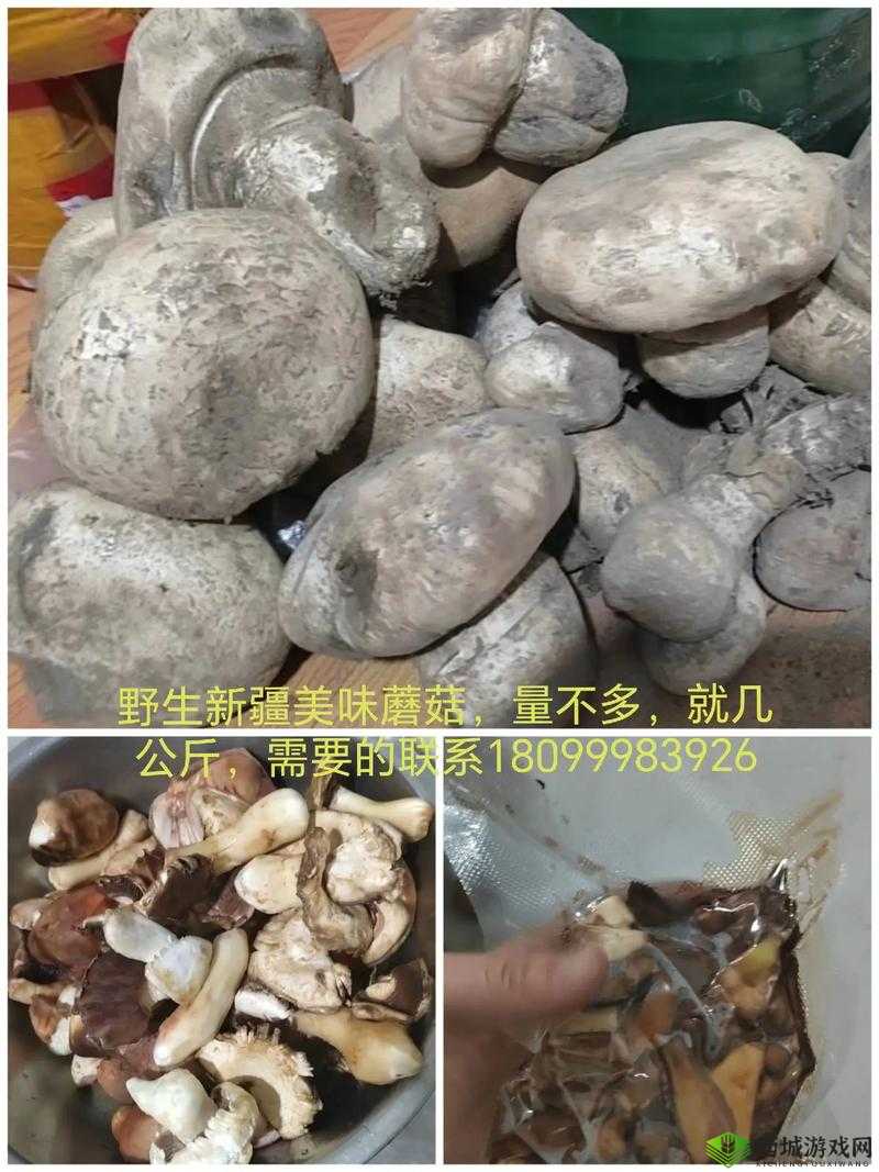 中国新疆XXXXXL19D蘑菇:特色美味新发现