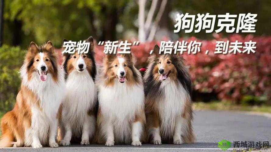 da宠物年兽的星级鉴定之神秘揭晓探索宠界新星迷——宠年魂属于几星宠揭晓之时