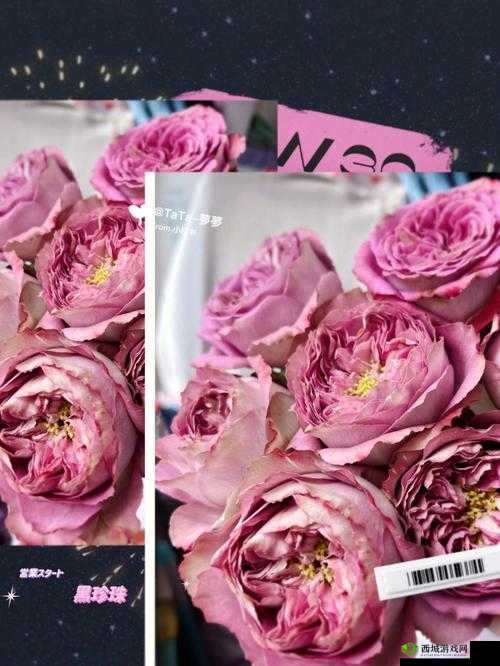 夜色玫瑰比无人区玫瑰贵多少：玫瑰中的贵族之争