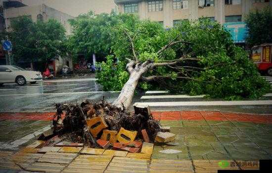 南方潮湿到树都长出气生根了：大自然的奇妙现象