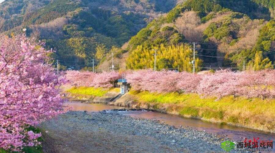 日本三叶草的春天樱花：美丽绽放