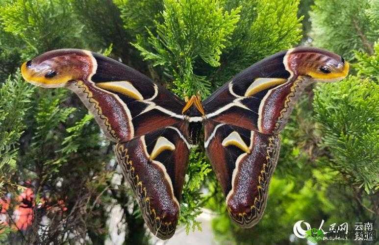 大飞蛾捕捉青蛙瞬间的飞翔照片-明信片获取攻略