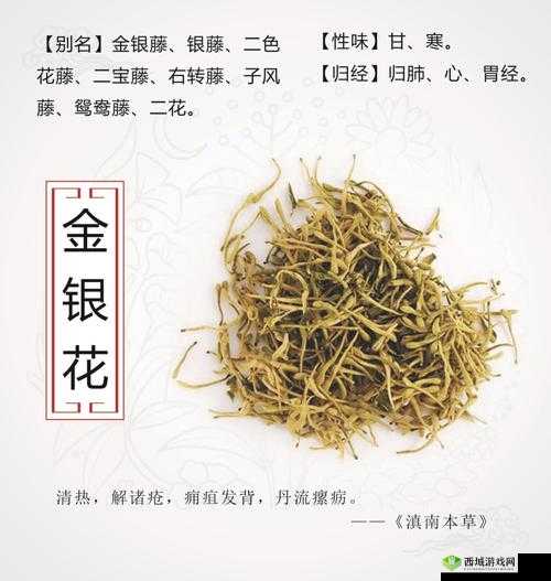 通水管 TXL 金银花：清热降火的天然良药