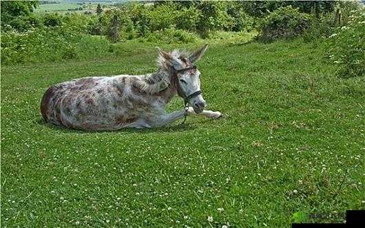 傻大壮长的驴一样的东西：真特别