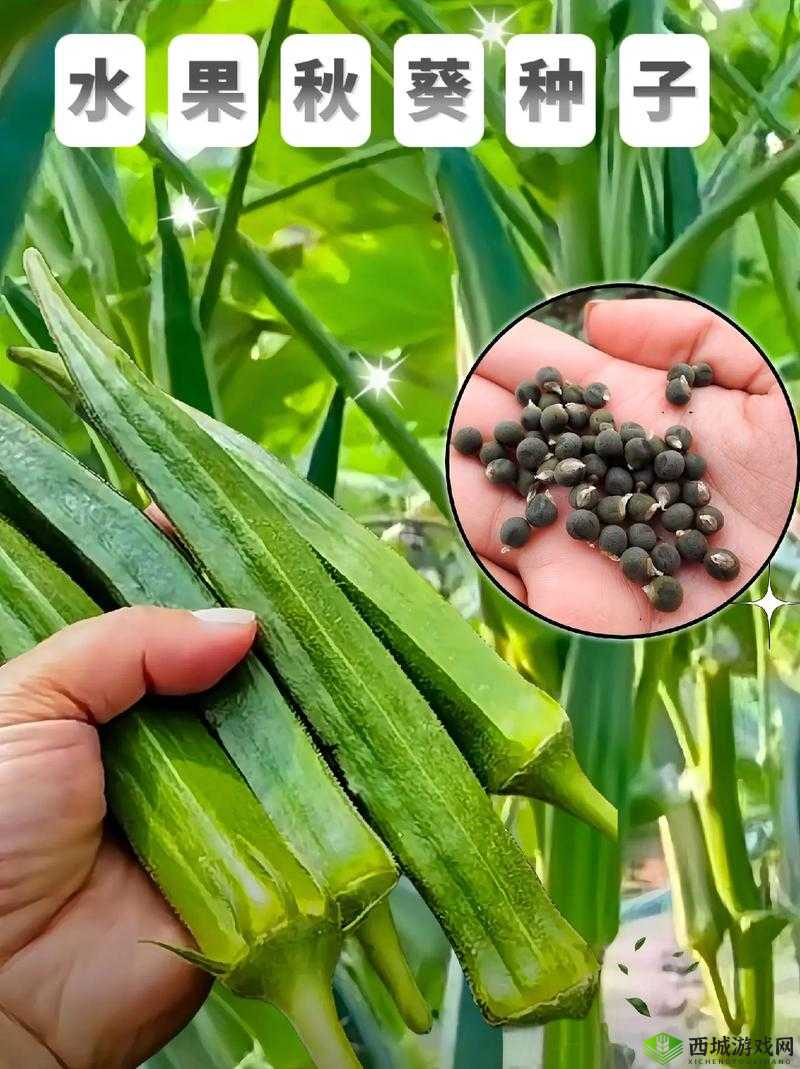 丝瓜秋葵草莓香蕉榴莲芒果大全:水果与蔬菜荟萃