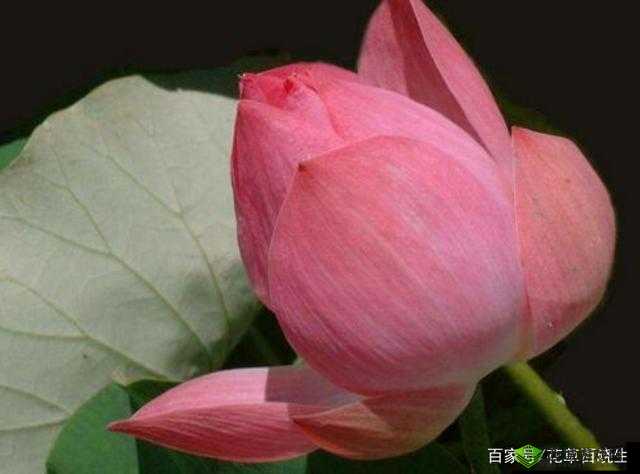 女性半夜莲花开究竟何意