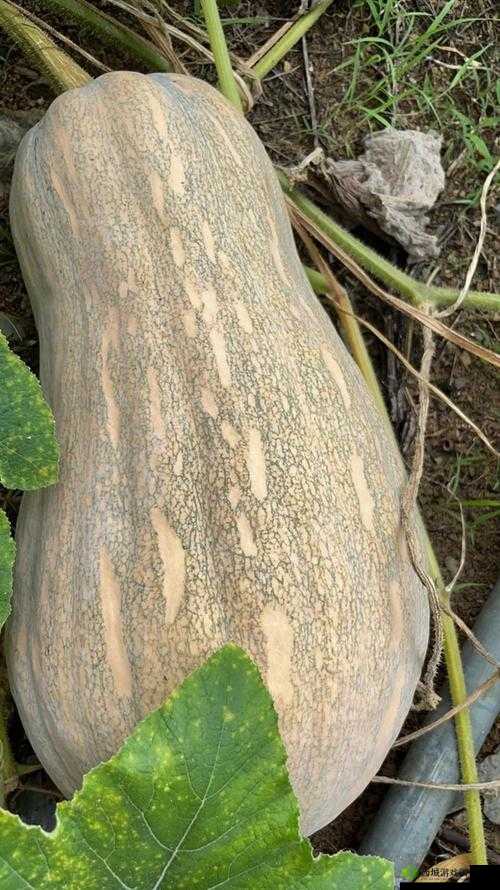 51 今日大瓜:热门大瓜,你不能错过的精彩