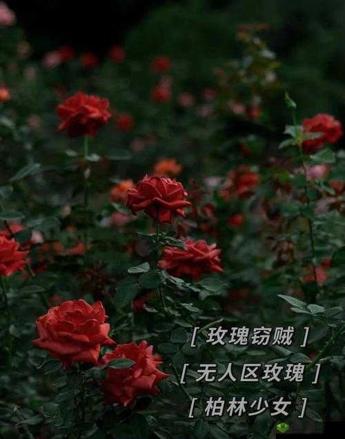 神秘的无人区玫瑰与柏林少女的禁忌之恋:致命的诱惑