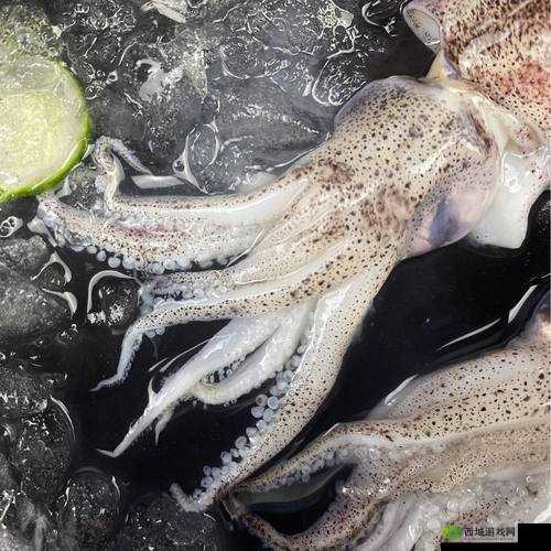 鱿鱼 B21777:神秘的海洋生物