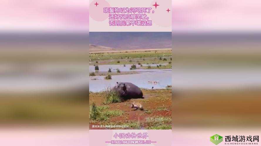 蘑菇视频爆料黑料吃瓜:精彩大揭秘