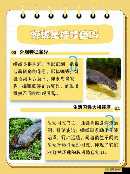 蝾螈养成计划：探索两栖世界的奇妙之旅