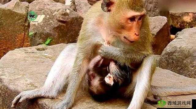两人生猴子全程无被子:令人震惊的一幕