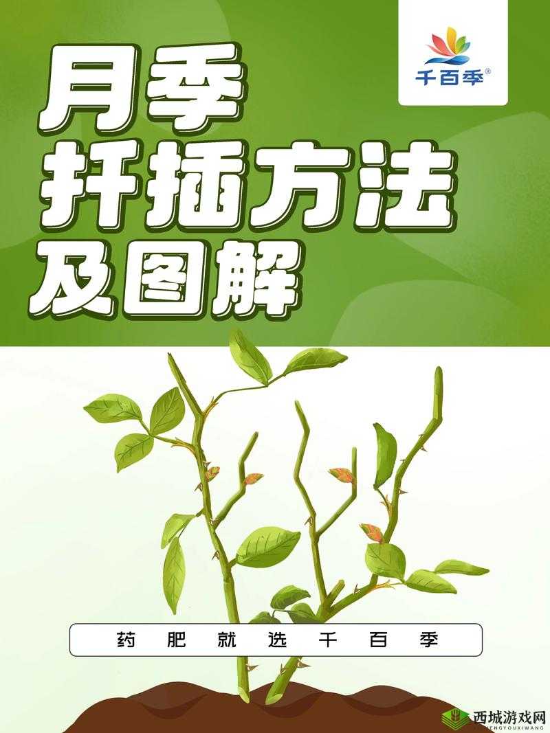 韩式 72 种扦插方式：让你的植物茁壮成长