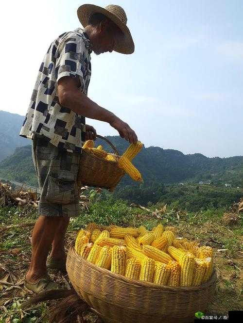 耕种姐姐肥沃的土地:辛勤耕耘收获希望