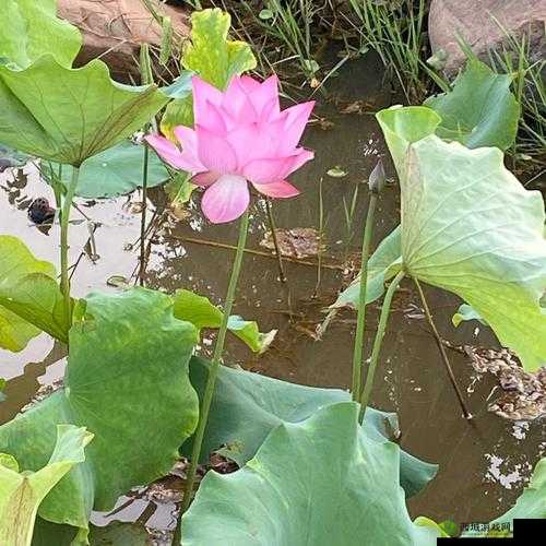 女子半夜莲花开咋办